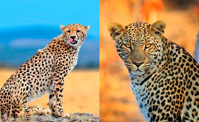 cheater vs leopard 