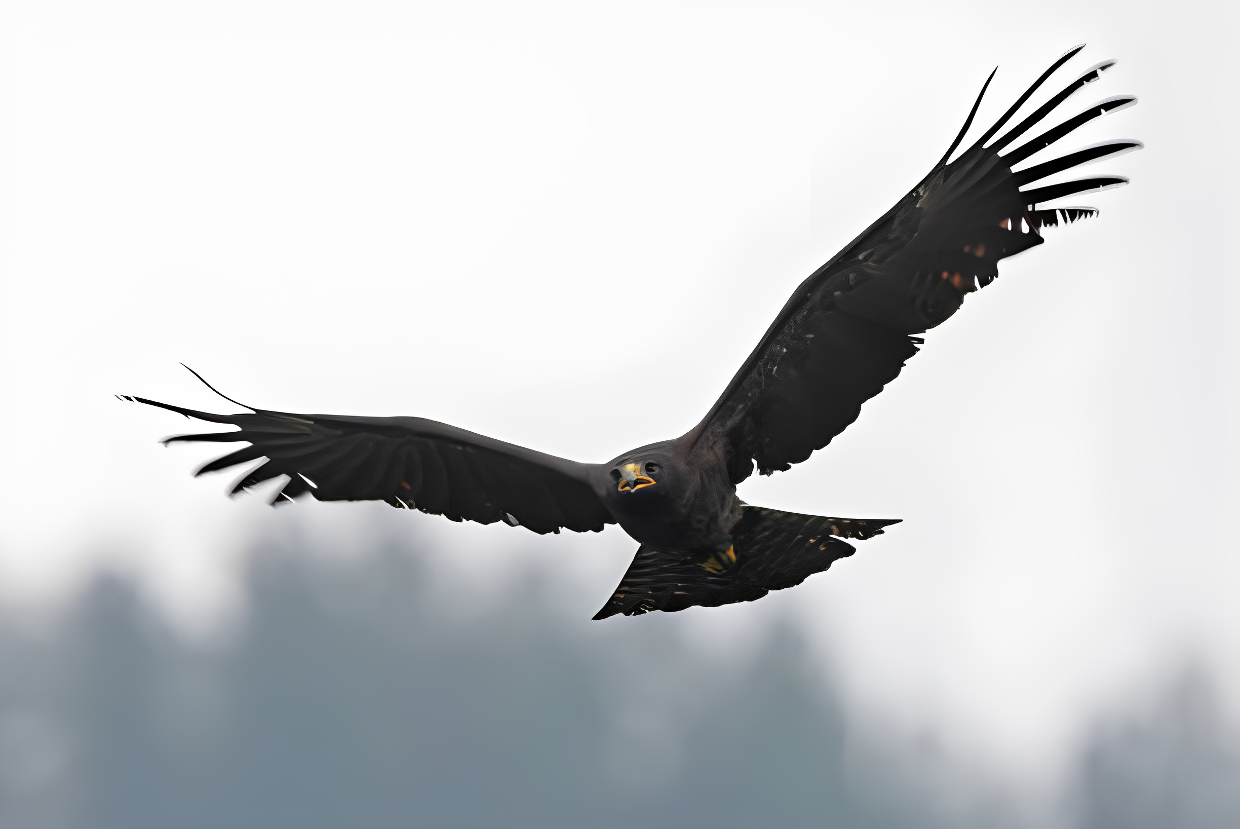 Verreaux eagle