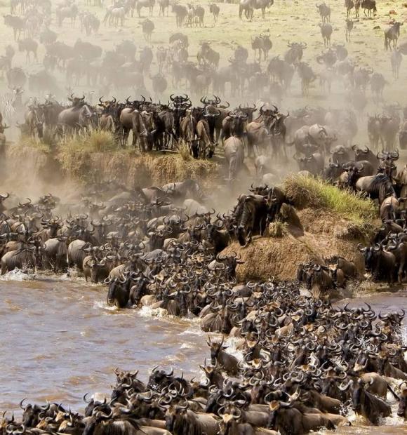 Wildebeest crossing the Grumeti river.