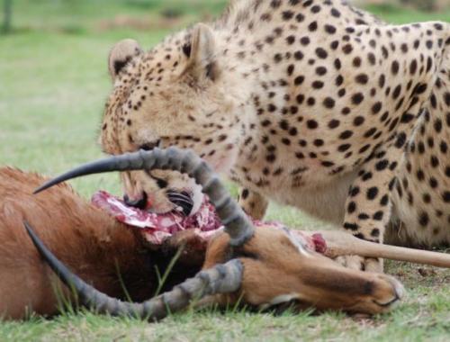 What do cheetahs eat