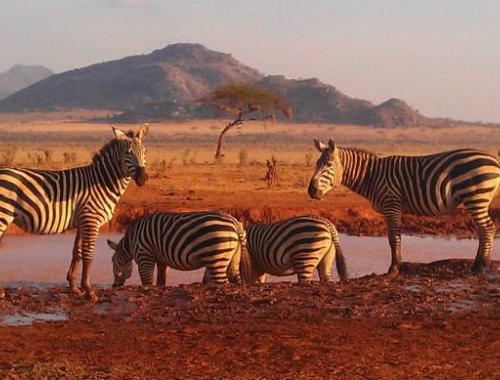 safari-in-kenya