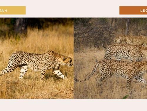 leopard vs cheetah
