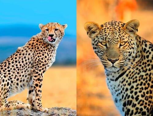 cheater vs leopard 
