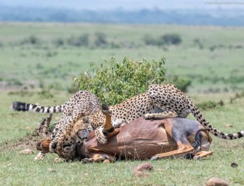  cheatah of Serengeti hunting topi antelope