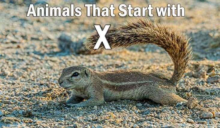 animals start with x