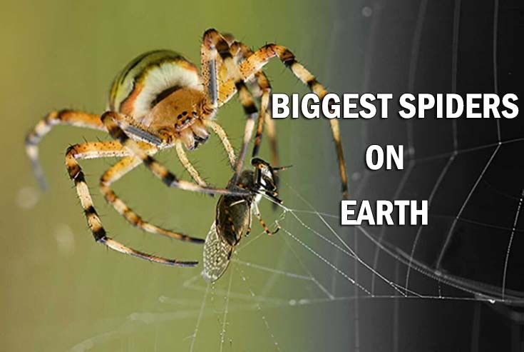 biggest spider on earth 