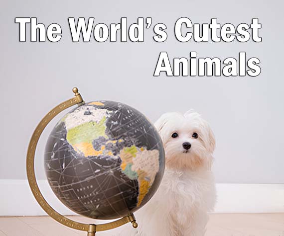 The World’s Cutest Animals