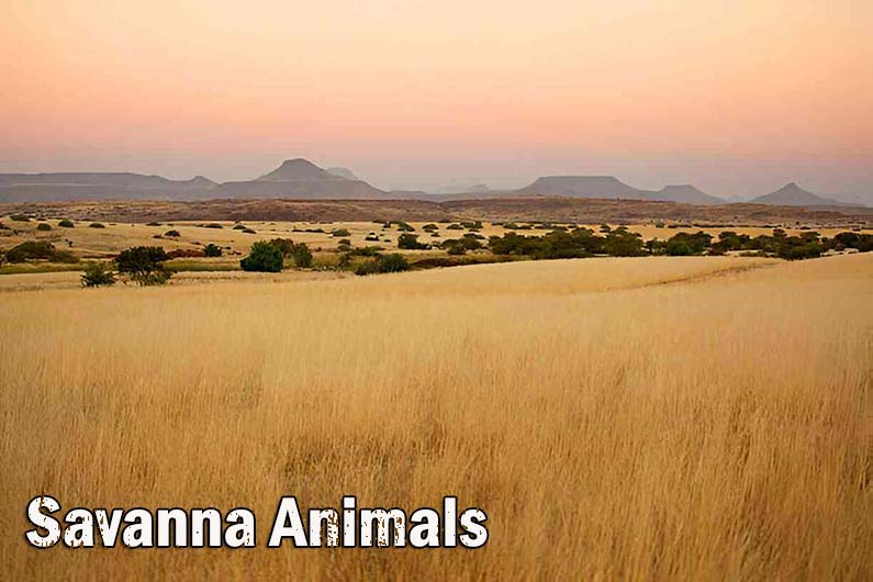 African Savanna Animals