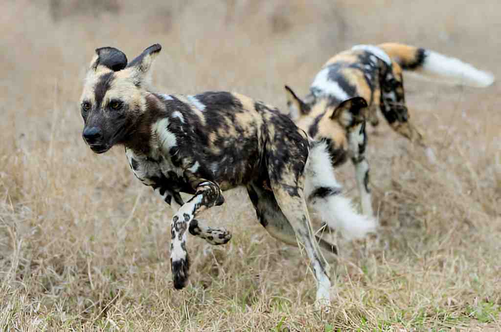 Wild Dog 