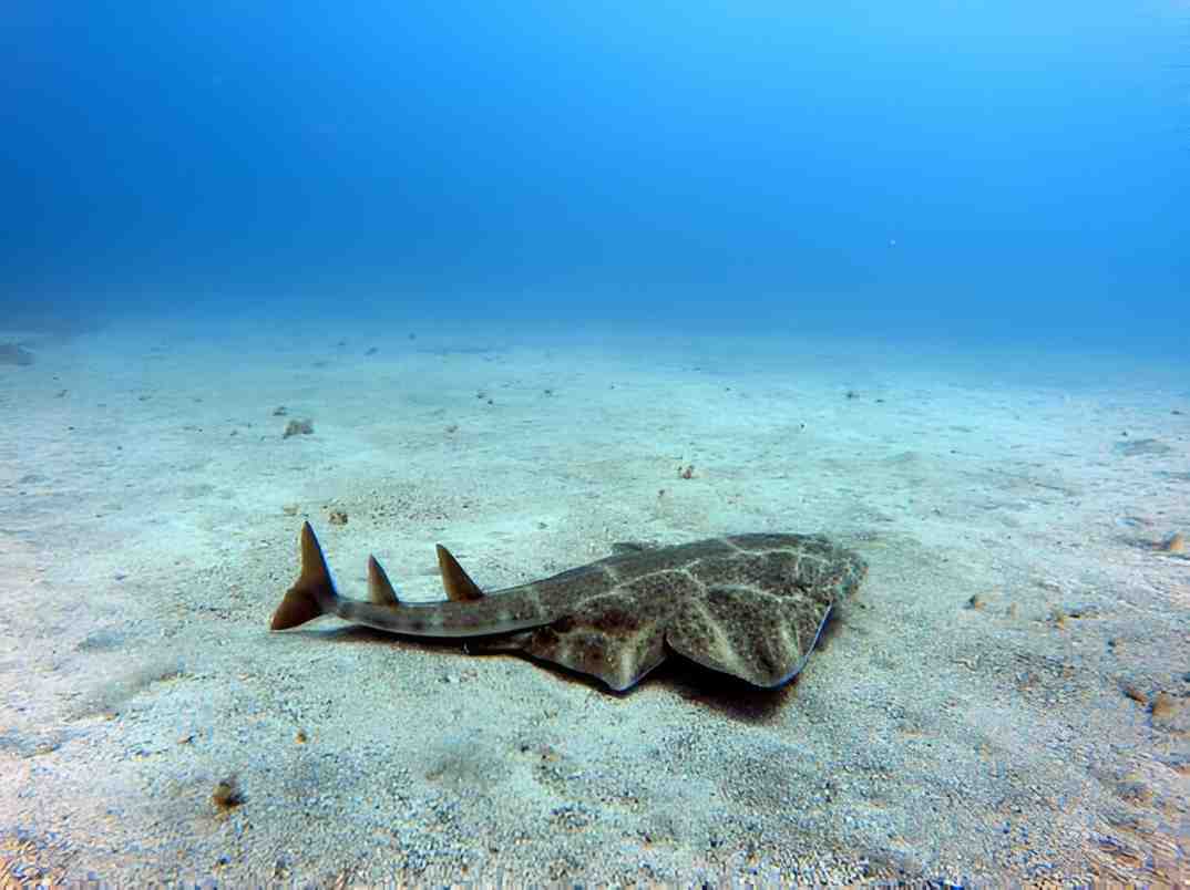 Angel Shark