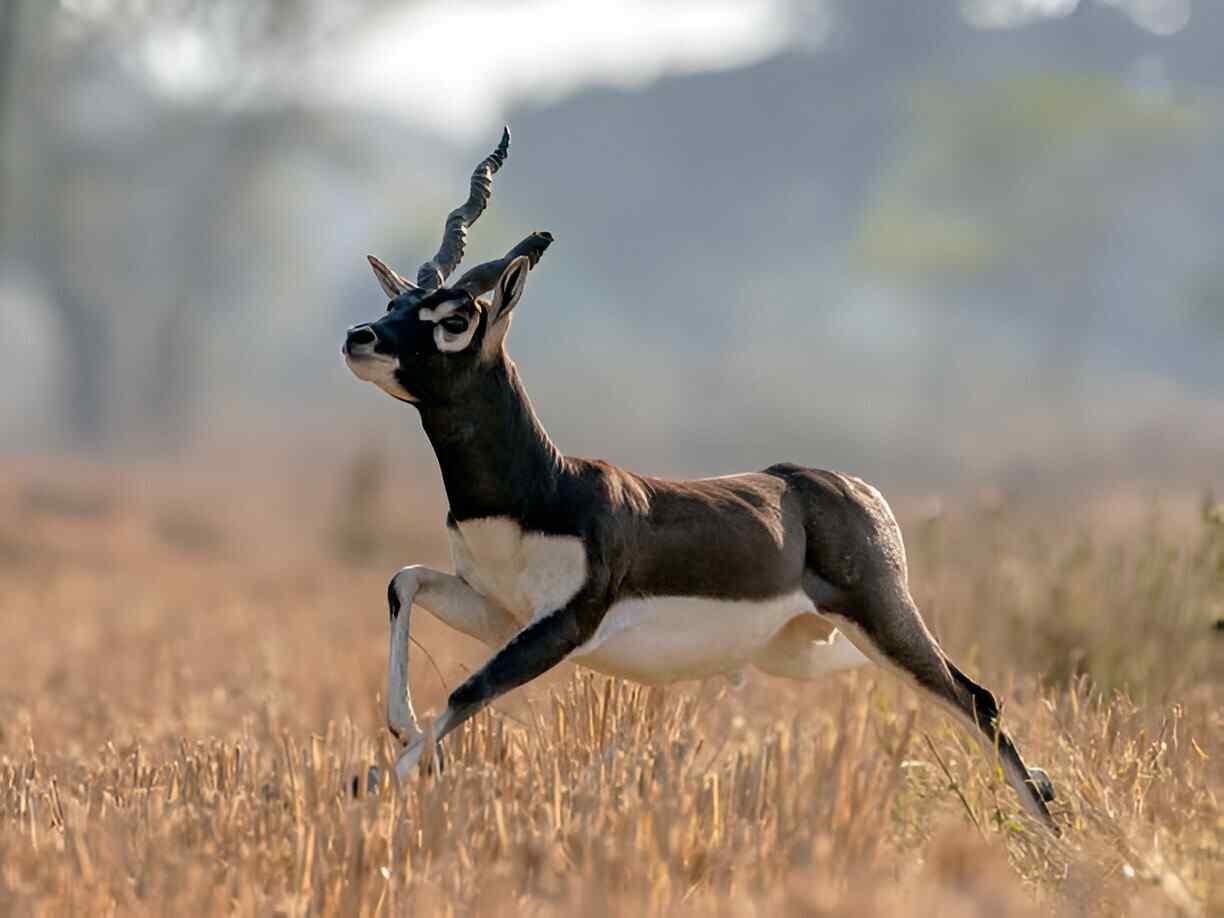 Blackbuck 