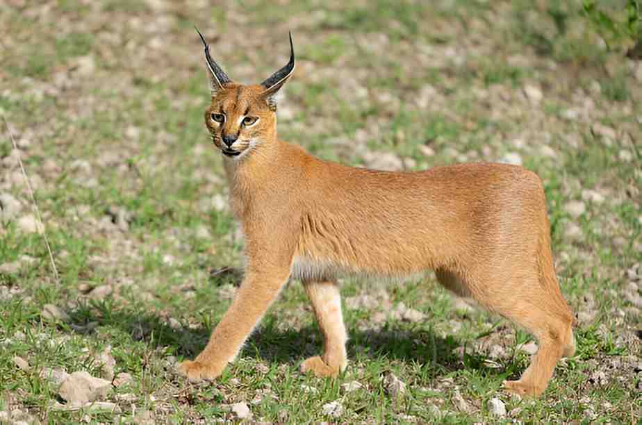 caracal