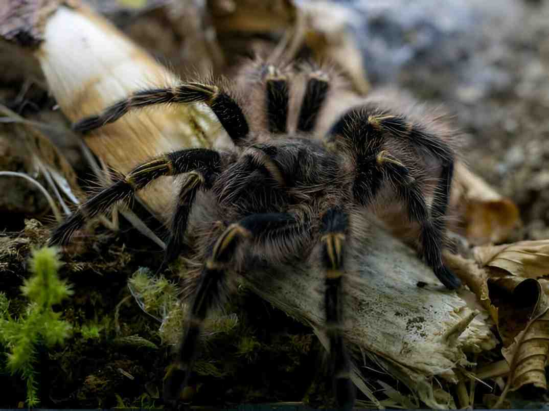 Chaco Golden Knee (Grammostola pulchripes)