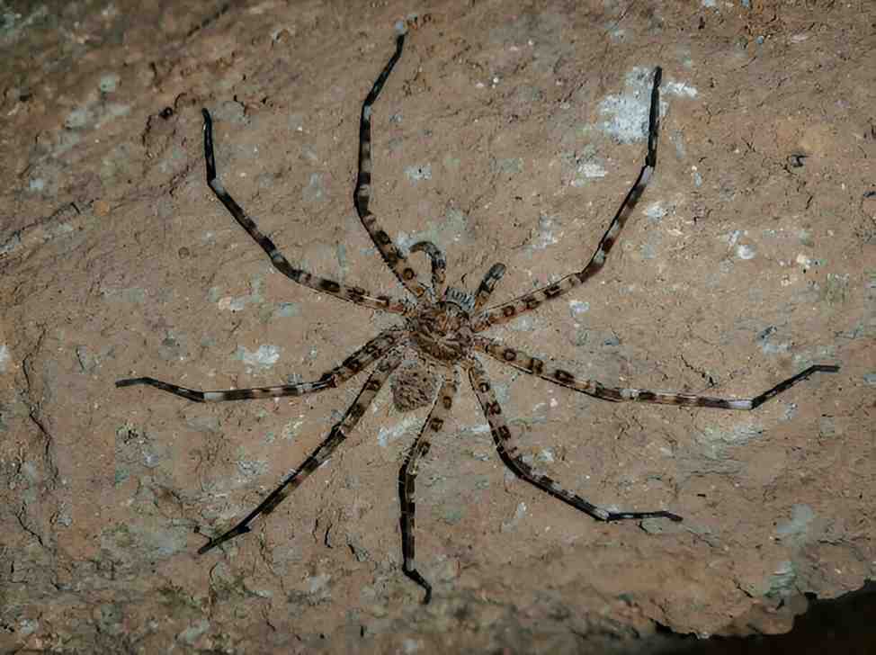 Giant Huntsman Spider 