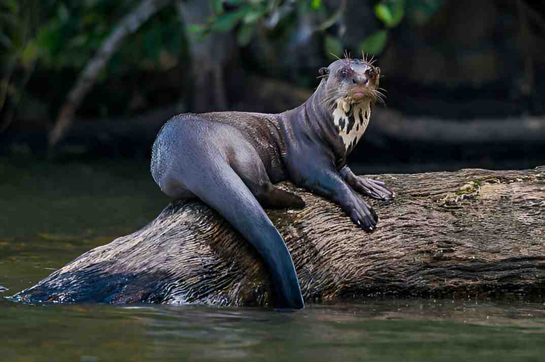 Giant Otter