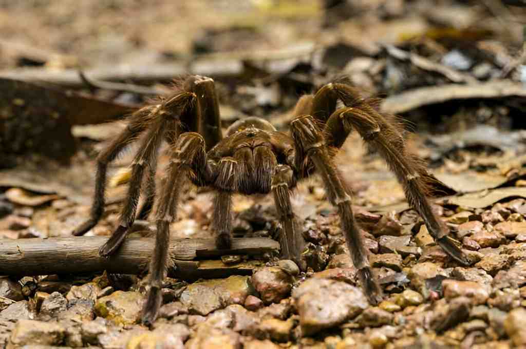 Goliath Birdeater