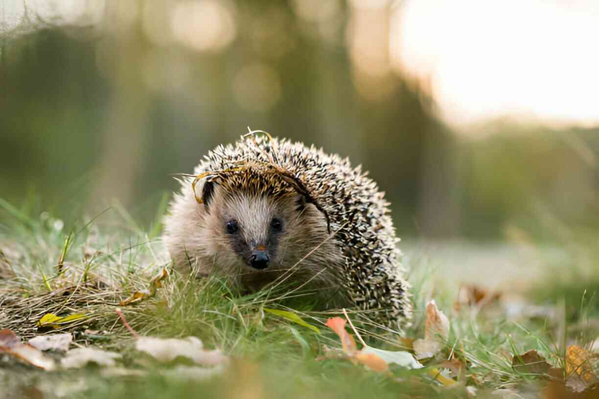 Hedgehogs