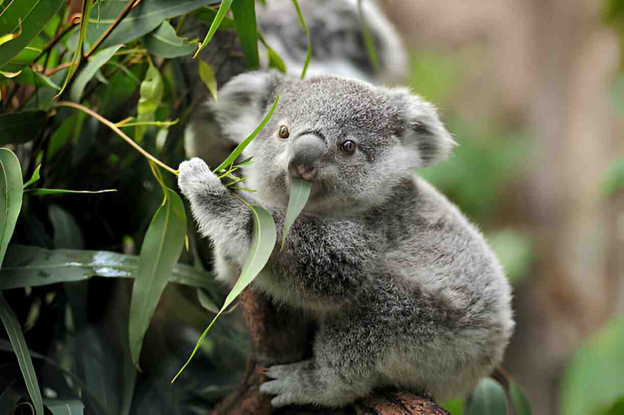 koalas