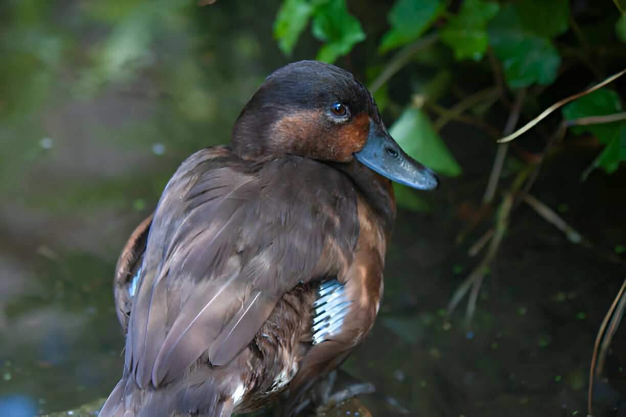 Madagascar Pochard