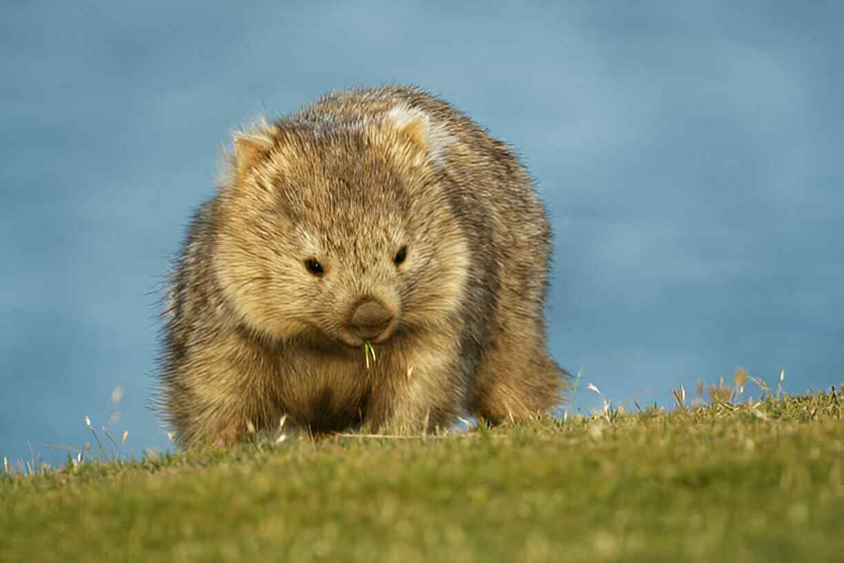 Northern Hairy-Nosed Wombat