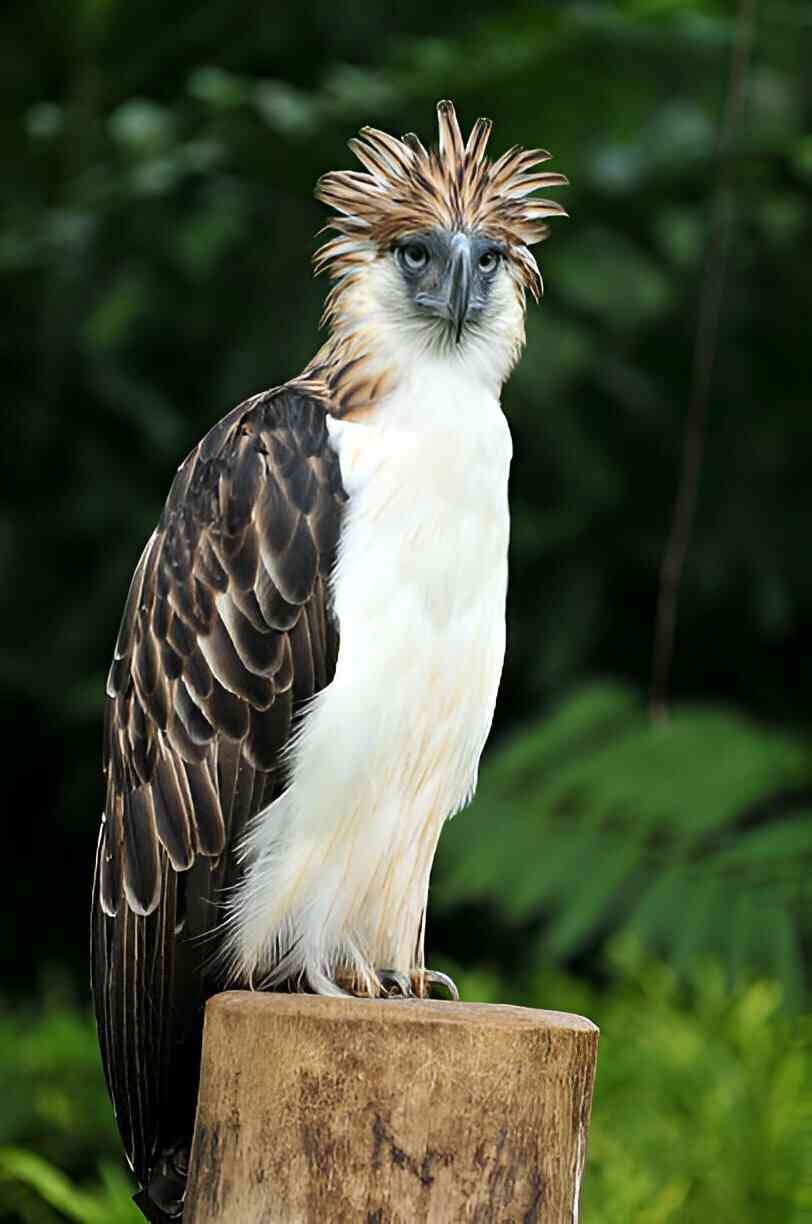 Philippine Eagle