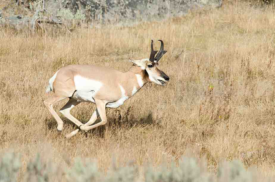 Pronghorn