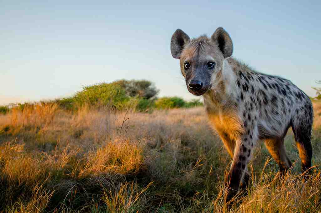 spotted hyena