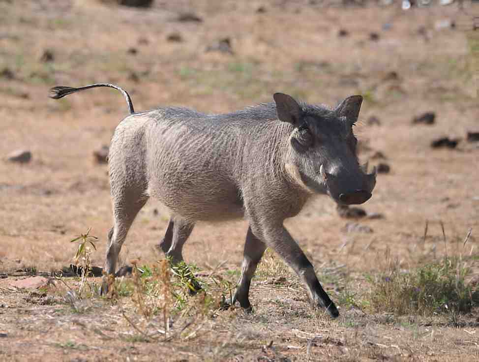 warthogs