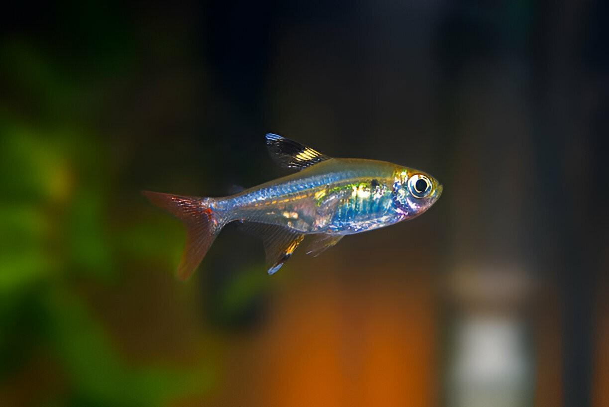 X-ray Tetra