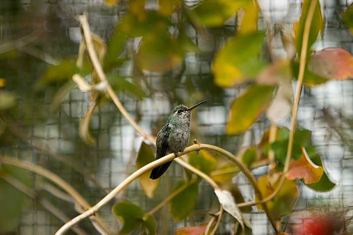 Xantus's Hummingbird