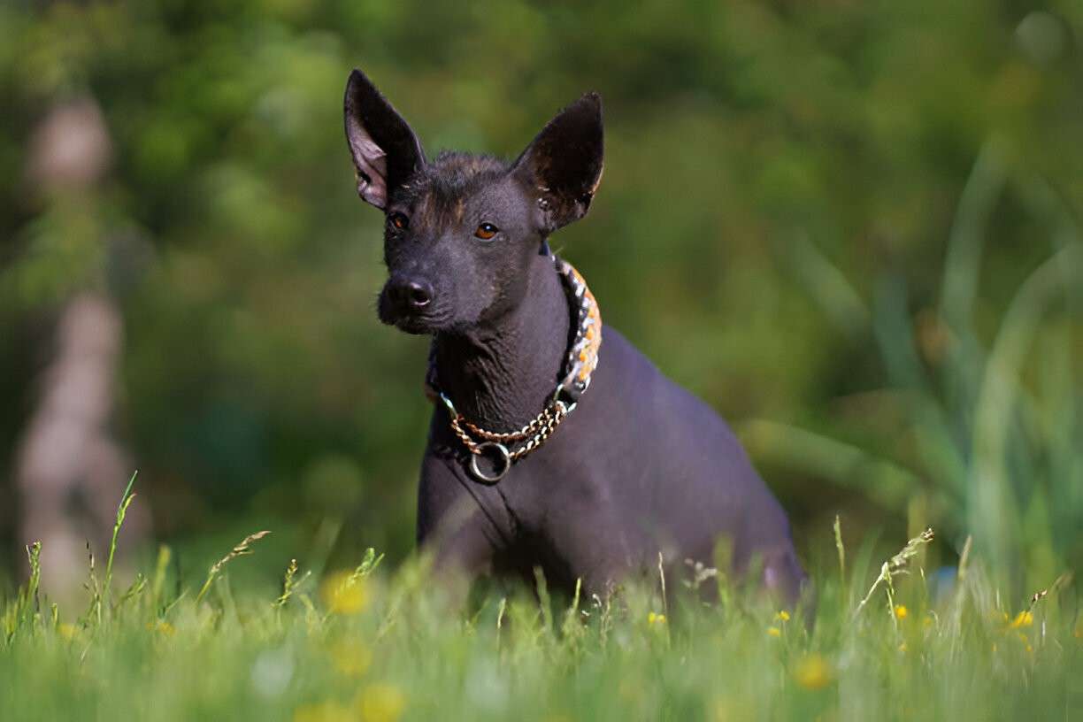 Xoloitzcuintli