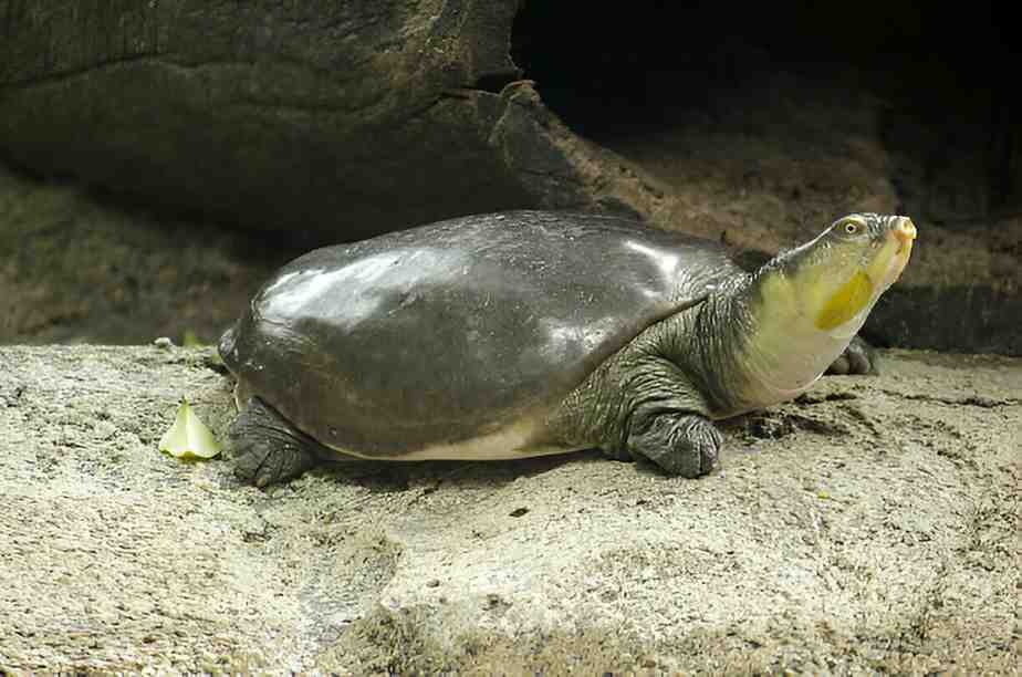 Yangtze Giant Softshell Turtle