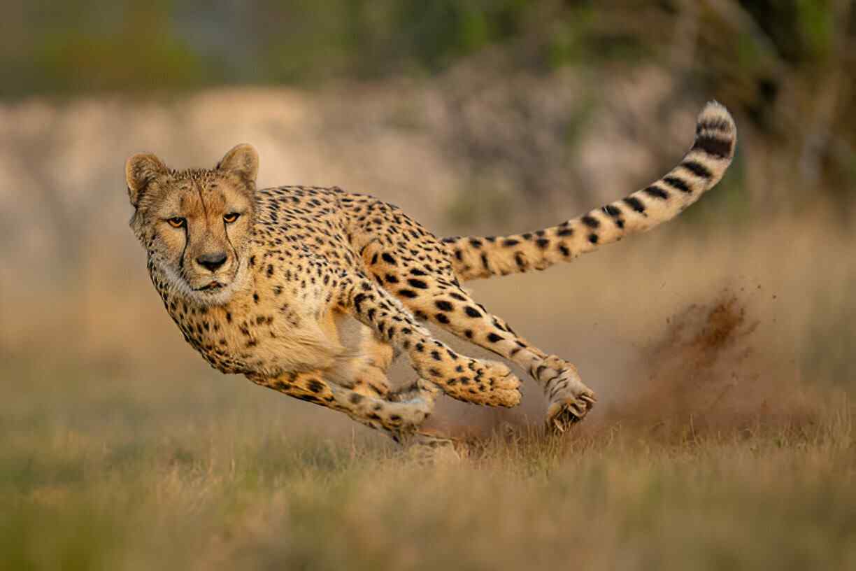 cheetah