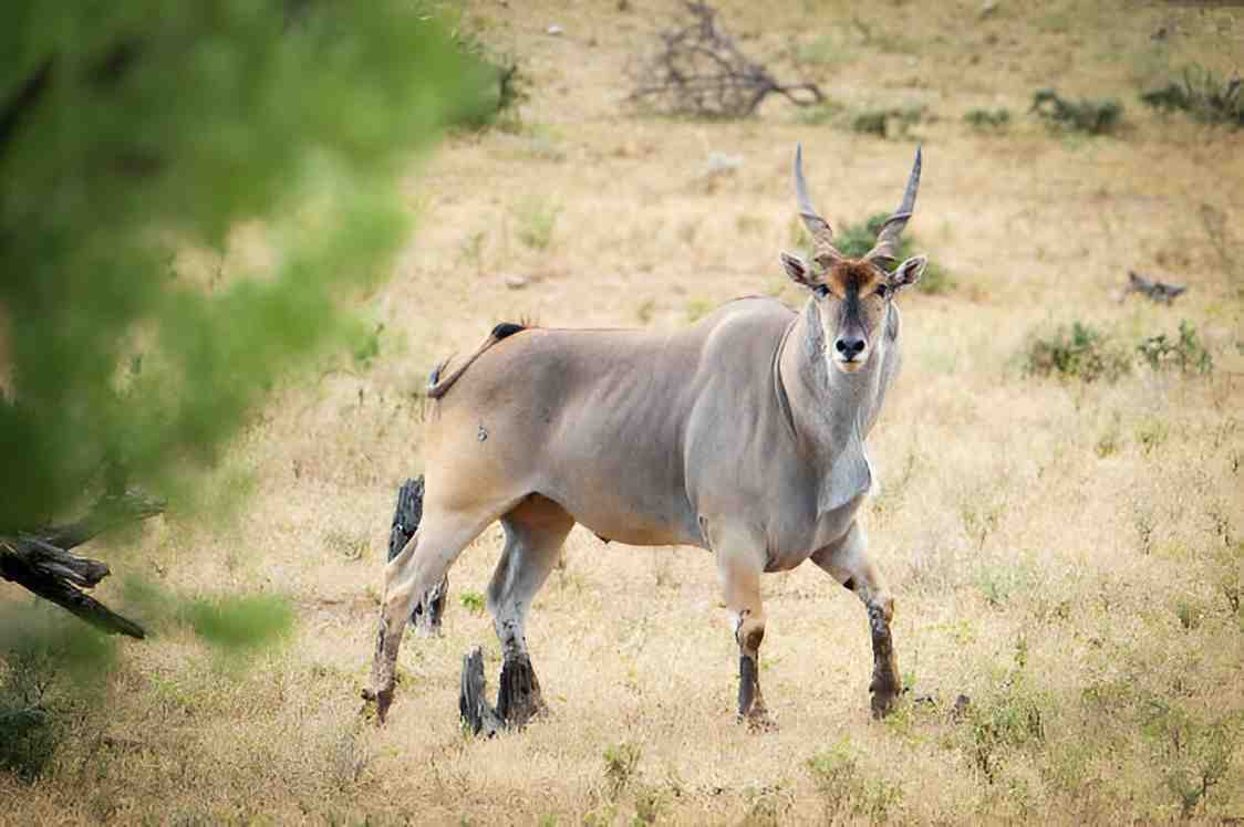 eland