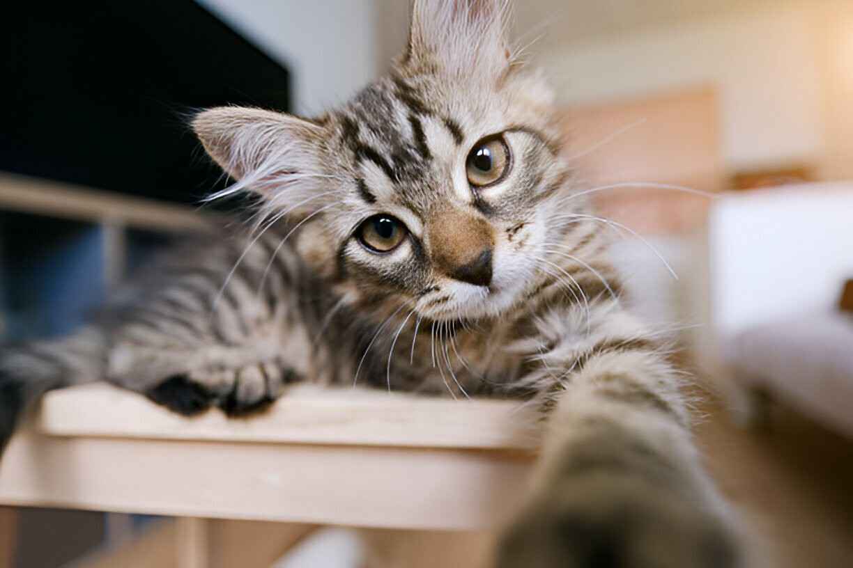 kitten cutest