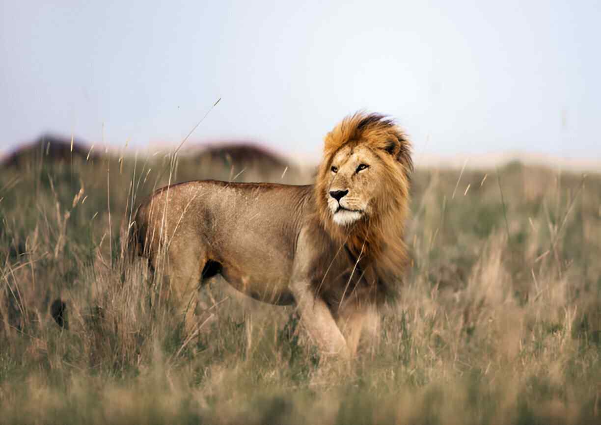 lion