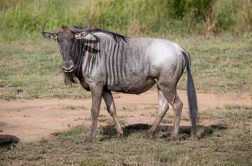 wildebeests