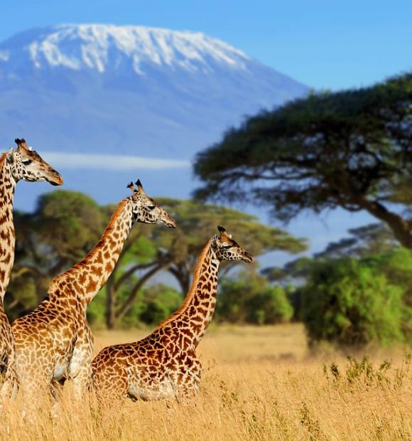 in any required fields