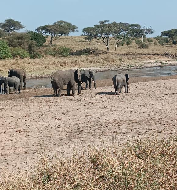 Tarangire national park