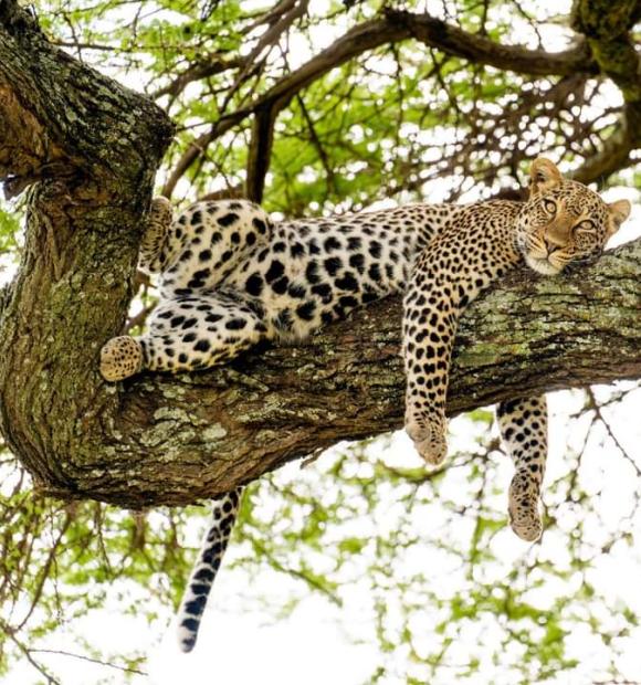 A Leopard on top of Umbrella acacia tree at Serengeti National Park