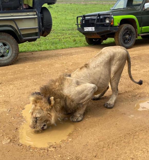 Male Lion spotted drinking on a Day trip at Mikumi National Park