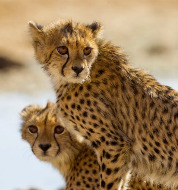 Top Luxury Tanzanian Safari takes you to the core of Tanzania's wilderness. You will visit some of Tanzania’s best safari destinations (Lake Manyara, Ngorongoro Crater & Serengeti). You will experience the wild while at the same time enjoy the facilities of the best accommodations in the area. You will be amazed by the quality of the lodges including the food and service