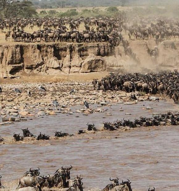 wildebeest migration mara river