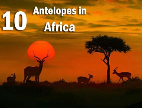 antelope from africa