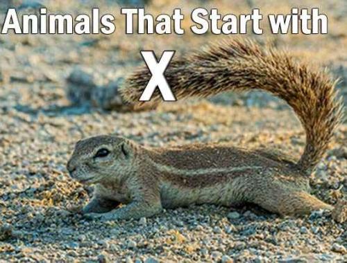 animals start with x