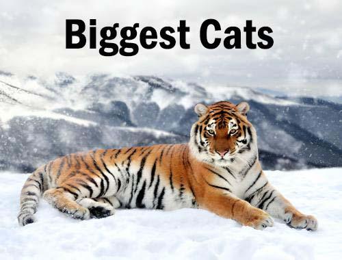 biggest cats in the world