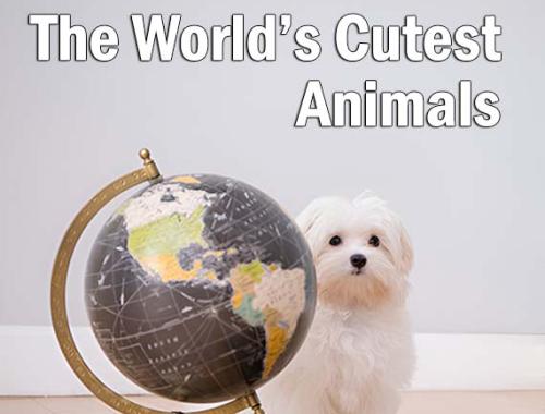 The World’s Cutest Animals