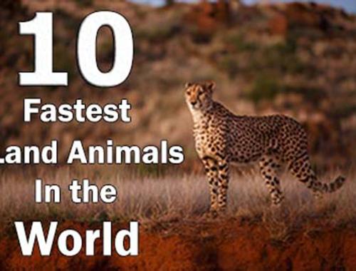 fastest land animals top ten