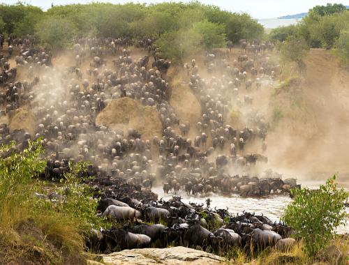 Cost to Tanzania Safari 