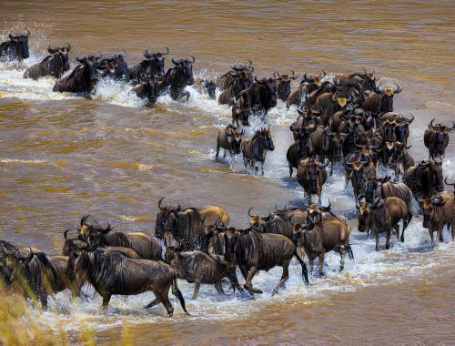 Great Wildebeest Migration in Tanzania